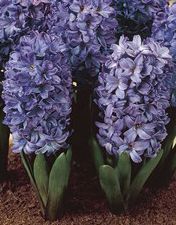 Blue Potted Hyacinth